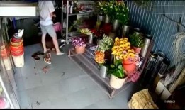 花店老板叶女士爆料视频,一场关于鲜花与情感的独特邂逅